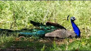 Thumbnail: Peacock enjoying natural life style 4k 2026