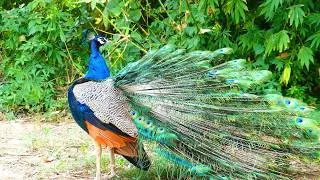 Thumbnail: Lovely morning Peacock calls & bird sounds 4k 🦚❤️