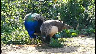Thumbnail: Peacocks morning Routine video 4k 💕