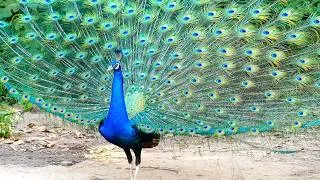 Thumbnail: Beautiful wild Bulbul Bird & Peacock sounds