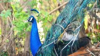 Thumbnail: Peacock's relaxing routine and voices