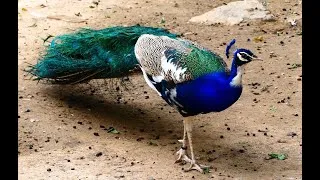 Thumbnail: Peacocks Natural life and calls 2025