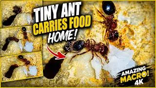 Thumbnail: Tiny Ant Carries Food Home! 🐜 | Amazing Macro Nature in 4K