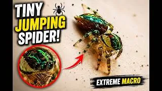 Thumbnail: This Tiny Spider Looks Like an Alien! 👀 | Macro Nature 4K