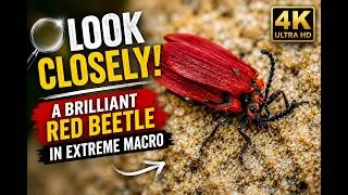 Thumbnail: Look Closely! A Brilliant Red Beetle in Extreme Macro 🔍 | Nature in 4K