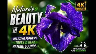 Thumbnail: Nature's Beauty in 4K 🌿 Relaxing Flowers, Trees & Real Nature Sounds |#shorts  #shortsviral #nature