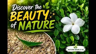 Thumbnail: Discover the Beauty of Nature 🌿✨| 4K#Nature #cricket   #WhiteFlower #Flower #Shorts #naturelovers
