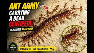 Thumbnail: Nature's Tiny Warriors 🐜 with relaxing music  |Ants Carrying a Dead Centipede 😱#ants #relaxingmusic