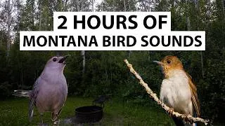 Thumbnail: 2 Hours of Bird Sounds from Montana