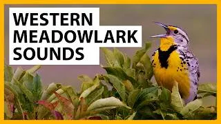 Thumbnail: Western Meadowlark Songs and Sounds