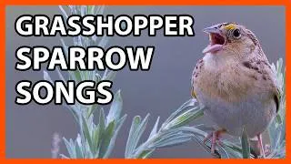 Thumbnail: Grasshopper Sparrow Songs and Sounds
