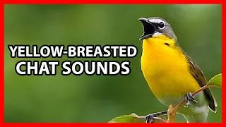 Thumbnail: Yellow-breasted Chat Sounds - Mimicking other Birds