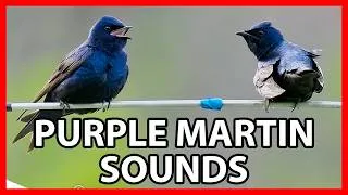 Thumbnail: Purple Martin Calls and Sounds