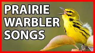 Thumbnail: Prairie Warbler Songs and Sounds