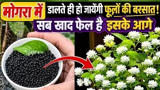 Thumbnail: सब खाद फेल है इसके आगे मोगरा की जड़ों में डालते ही 4 दिन में होगी फूलों की बरसात mogra plant care  