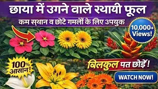 Thumbnail: Permanent Flowering Plants in India/ऐसे फूलों वाले पौधें जिन्हें बार-बार हर साल नहीं खरीदना पड़ता