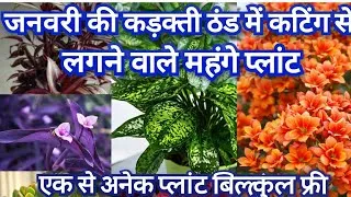 Thumbnail:  😱कटिंग से लगने वाले पौधे जो आप जनवरी फरवरी में लगा सकते है✅ 💯 रिजल्ट्स आएगा #gardening 