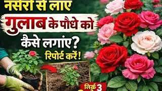 Thumbnail: 😱अब कभी नहीं मरेगा गुलाब लगाइए इस तरीके से सीक्रेट ऑर्गेनिक तरीका #rose #plants #care #tips 