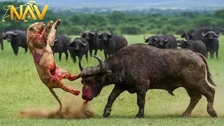 Thumbnail: Epic Animal Battles: Nature's Most Brutal Showdowns | Wild Animals