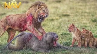 Thumbnail: Kenya: Shocking Confrontation Between Baboons and Lions | Wild Animals