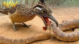 Thumbnail: Wild Arizona: The Rattlesnake's Shocking War Against His Mortal Enemies | Wild Animals