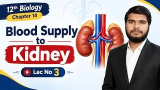 Thumbnail: Blood Supply to Kidney | 12th Bio | Ch 14 | Lec 03 | Glomerulus & Peritubular Capillaries Vesa Recta
