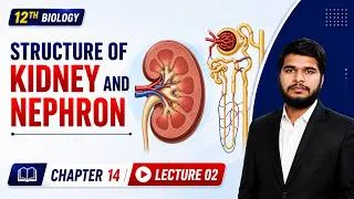 Thumbnail: Structure of Kidney in Detail | Structure of Nephron | Types of Nephrons | 12th Bio | Chap 14 Lec 2
