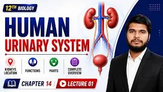 Thumbnail: Human Urinary System | Kidneys Location | Functions | Parts | 12th Bio New Book| Chap 14 | Lec 01