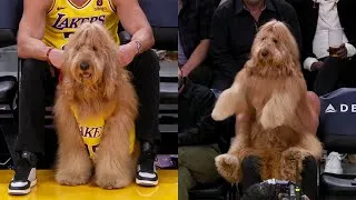Thumbnail: Huge Dog sits courtside at NBA Game