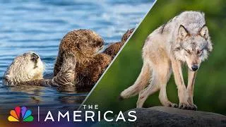 Thumbnail: Tom Hanks Shows How Lone Wolf and Single Otter Mother THRIVE | The Americas | NBC