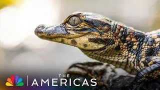 Thumbnail: Tom Hanks Narrates Baby Gators vs. Great Blue Heron | The Americas | NBC