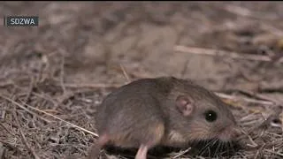 Thumbnail: Endangered pocket mice join Camp Pendleton genetic rescue mission | NBC 7 San Diego