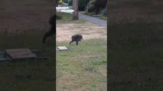 Thumbnail: JIMOTHY, EL MAPACHE QUE YA ES SENSACIÓN EN SEATTLE