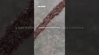 Thumbnail: MILES DE HORMIGAS FORMAN UN PUENTE VIVO PARA CRUZAR UN ARROYO