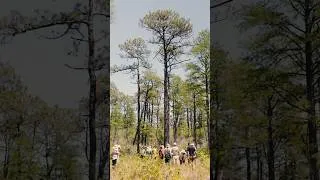 Thumbnail: The history of longleaf pine in the American Southeast