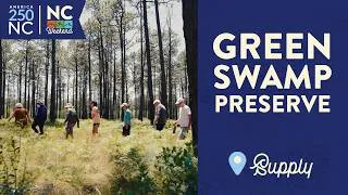 Thumbnail: Walk A Prehistoric Forest | Green Swamp Preserve - Supply, NC | NC Weekend
