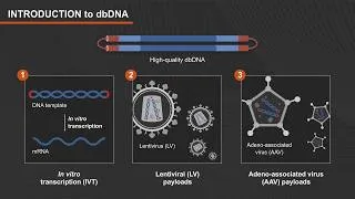 Thumbnail: Efficient Synthesis of dbDNA Products