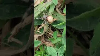 Thumbnail: Big Orb Weaver