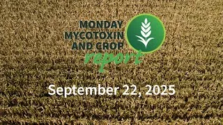 Thumbnail: Monday Mycotoxin and Crop Report for September 22, 2025