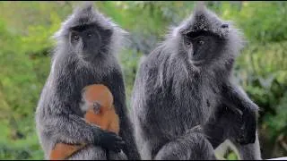 Thumbnail: Silvery Lutung—Gray monkeys with orange babies!