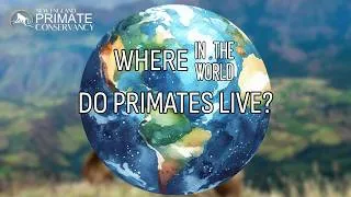 Thumbnail: Where in the World Do Primates Live?