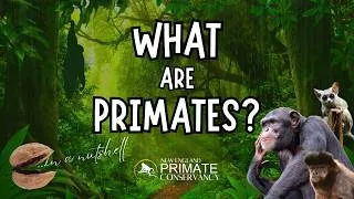 Thumbnail: WHAT are Primates