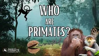 Thumbnail: WHO are Primates?—Our Primate Family Tree