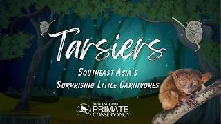 Thumbnail: Tarsiers—Southeast Asia's Surprising Little Carnivores