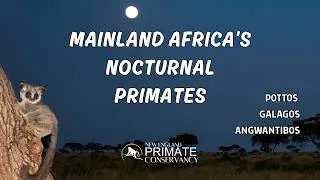 Thumbnail: Pottos, Galagos, and Angwantibos—Continental Africa's Nocturnal Primates