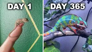 Thumbnail: From Egg to 1 Year Old: The Truth About Baby Chameleons