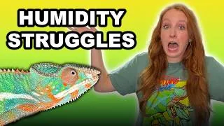 Thumbnail: How to raise the humidity in a screen chameleon enclosure