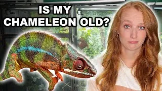 Thumbnail: Signs Your Chameleon Is Getting Old
