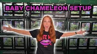 Thumbnail: How to raise baby chameleons