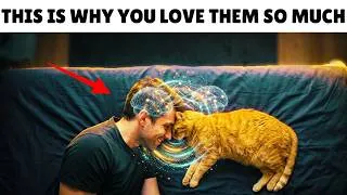 Thumbnail: After This, You'll Understand Exactly Why You're Wired to Love Cats ...